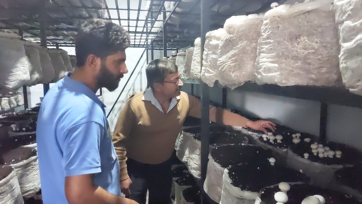 Robin Saini earn 2.5 lakh by mushroom cultivation in una himachal pradesh
