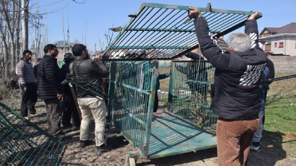 jammu kashmir: catch leopard in Srinagar several teams were deployed in area