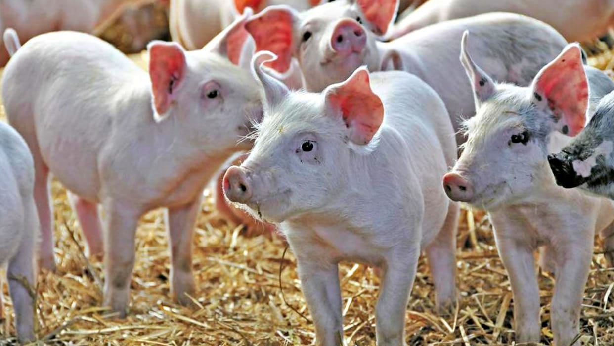 Swine Flu Death Swine flu killed thousands of pigs in Shivpuri