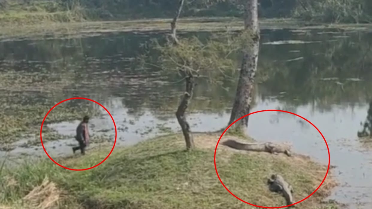 Man enters darjiniya pond video viral on social media