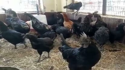 कड़कनाथ मुर्गा पालन