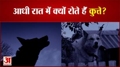 Why do dogs cry in the middle of the night?