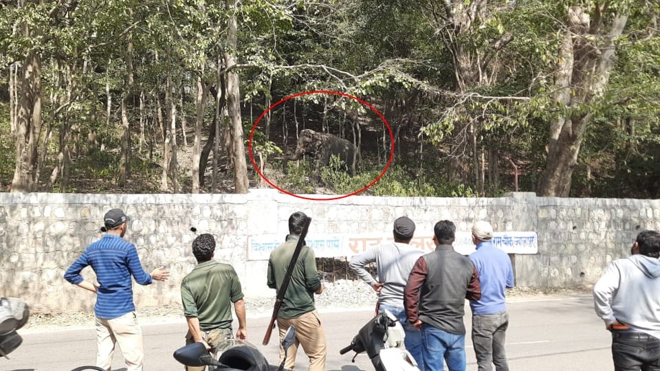 Haridwar News Injured Elephant Enter on Bilvkeshwar Temple Road from Forest Public Panic