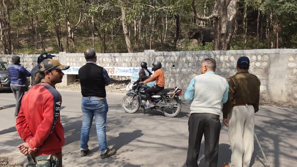 Haridwar News Injured Elephant Enter on Bilvkeshwar Temple Road from Forest Public Panic