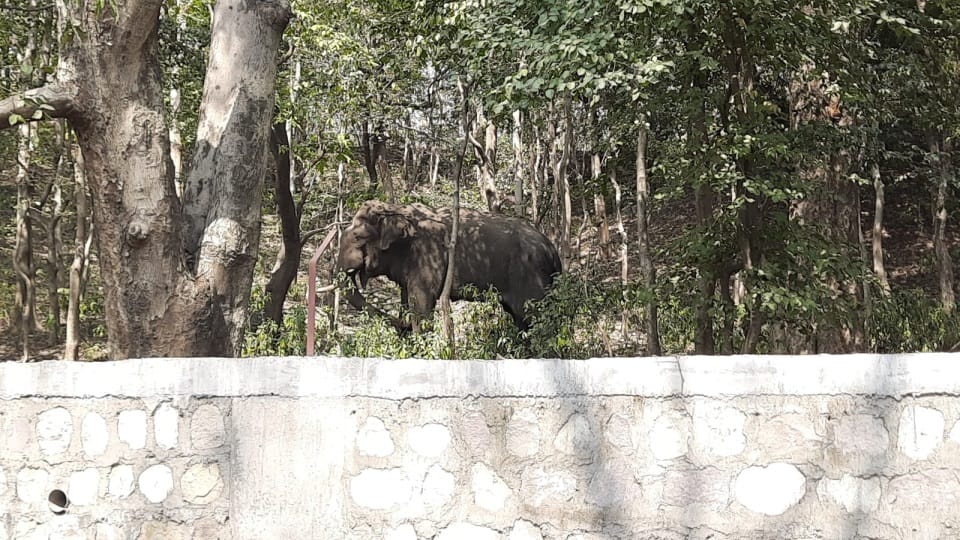 Haridwar News Injured Elephant Enter on Bilvkeshwar Temple Road from Forest Public Panic