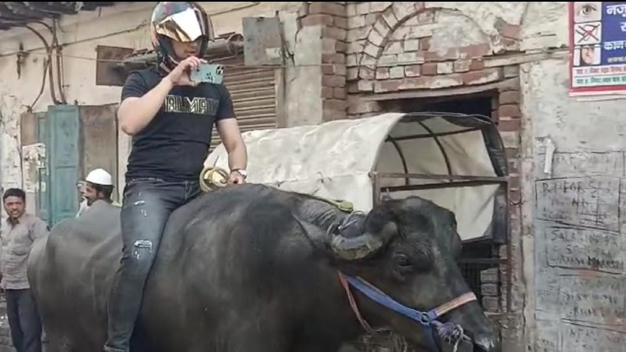 Helmet is necessary sitting on a buffalo young man made people aware of traffic rules