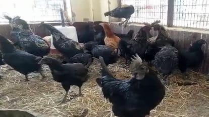 कड़कनाथ मुर्गा पालन