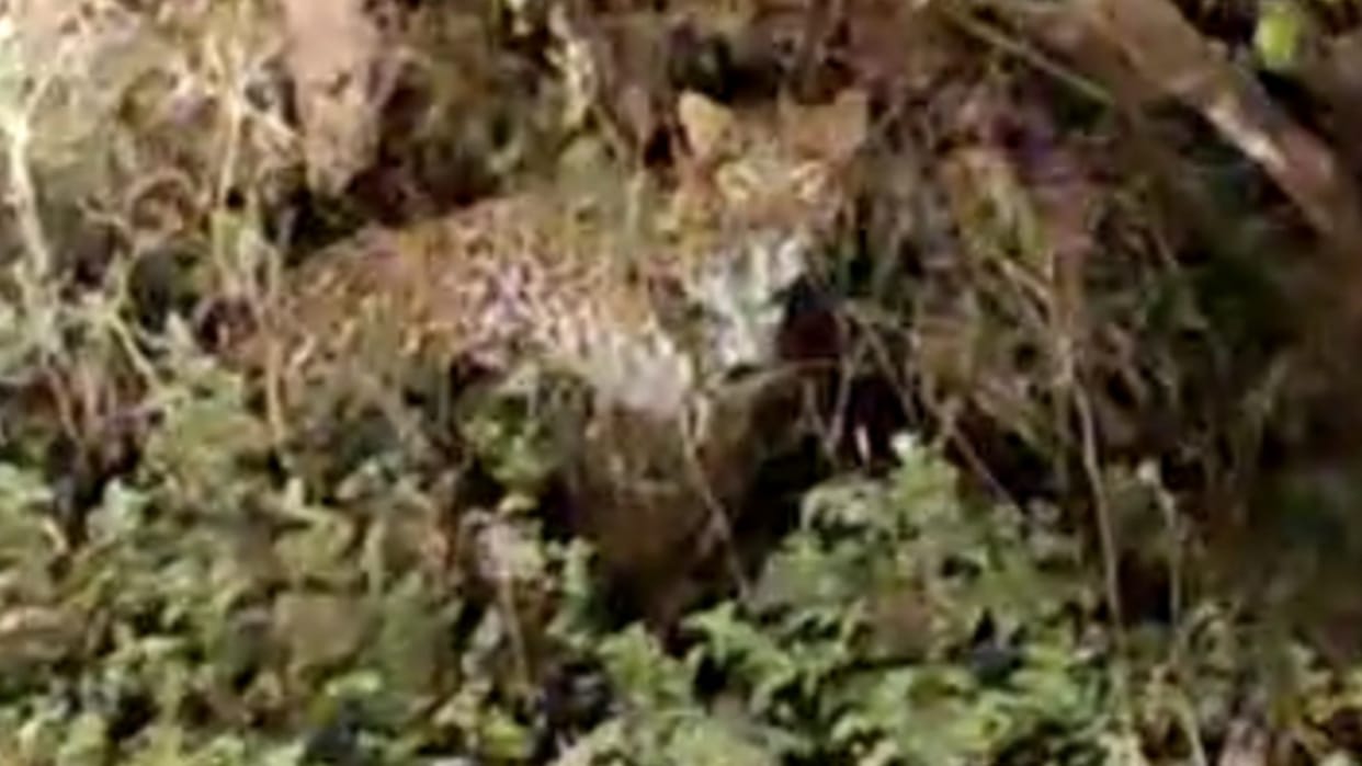 Tiger seen in the village of Dharkalan in Pathankot of Punjab