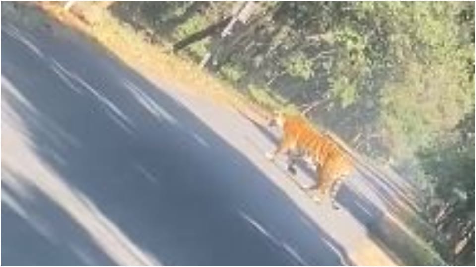 Tiger came out of the forest on the road in Pilibhit