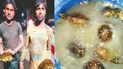 Bijnor News: बिजनौर-दुर्लभ प्रजाति के कछुओं की तस्करी का भंडाफोड़, दो गिरफ्तार दुलर्भ प्रजाति के कछुओं के साथ आरोपी