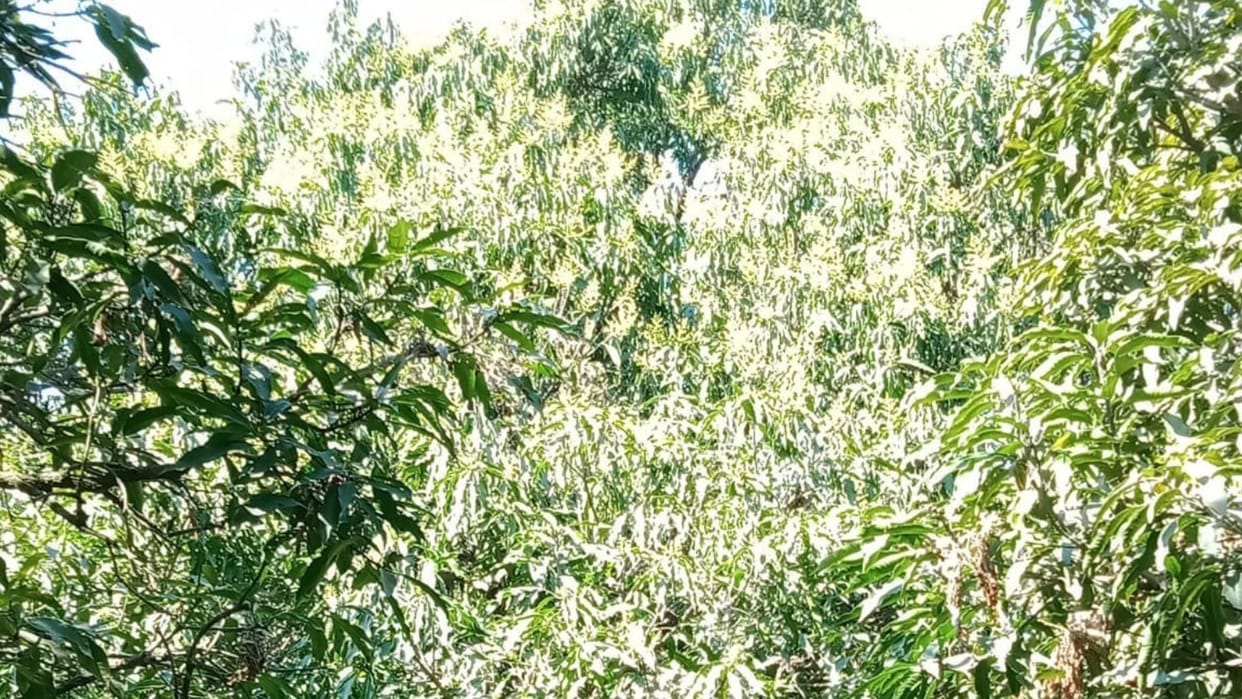 Flowering in mango tree fruit growers expecting bumper mango crop this year