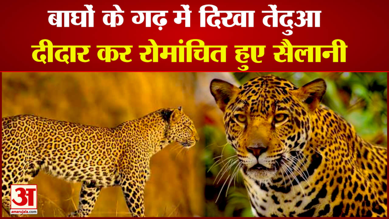 बाघों के गढ़ में दिखा तेंदुआ