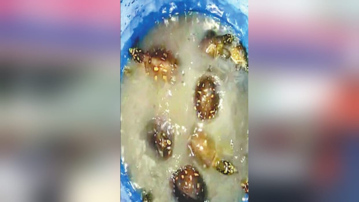 Bijnor police arrested two accused in the case of smuggling of turtles