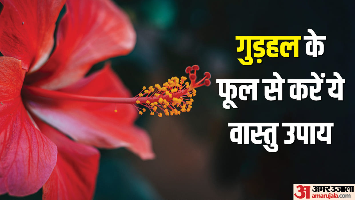Vastu Shastra Plant Hibiscus Flower for the Blessings of Goddess Lakshmi Know Significance