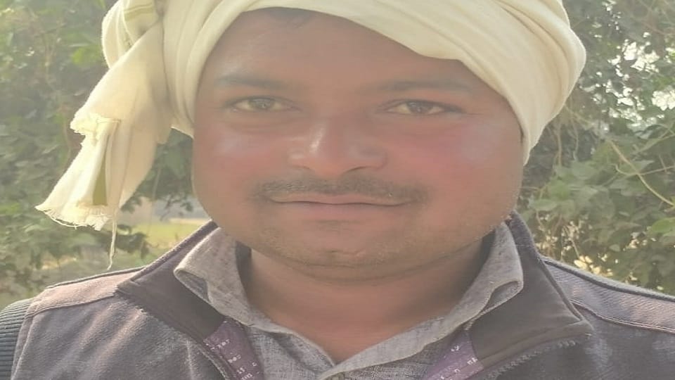 carrying sacks of peas in a tractor trolley fell down and died