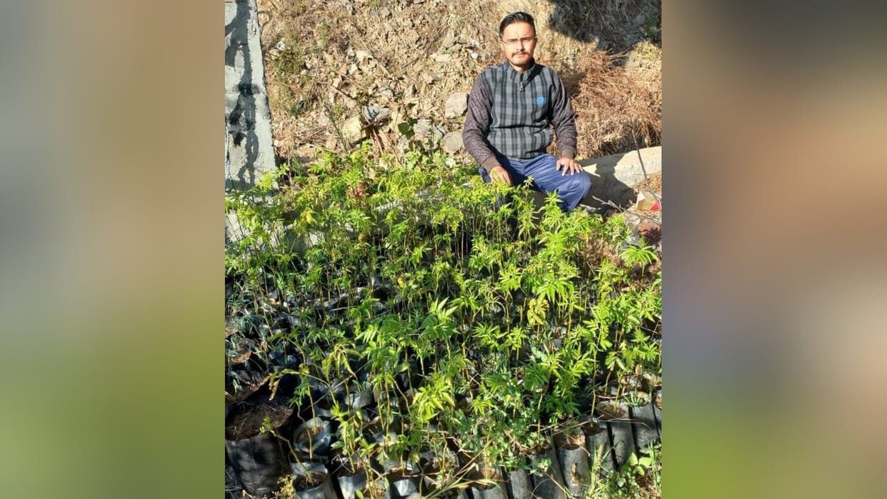 mandi news: malabar neem plant nursery by researcher vipul sharma