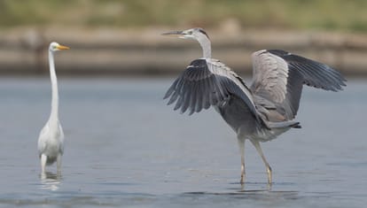 UP Politics: political war over crane, what is legal hurdle between bird and amethi farmer arif friendship