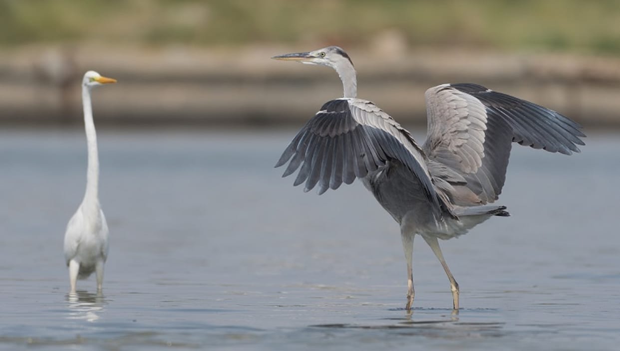 Saras Conservation Project: population of Saras, the endangered bird, has increased in Gujarat