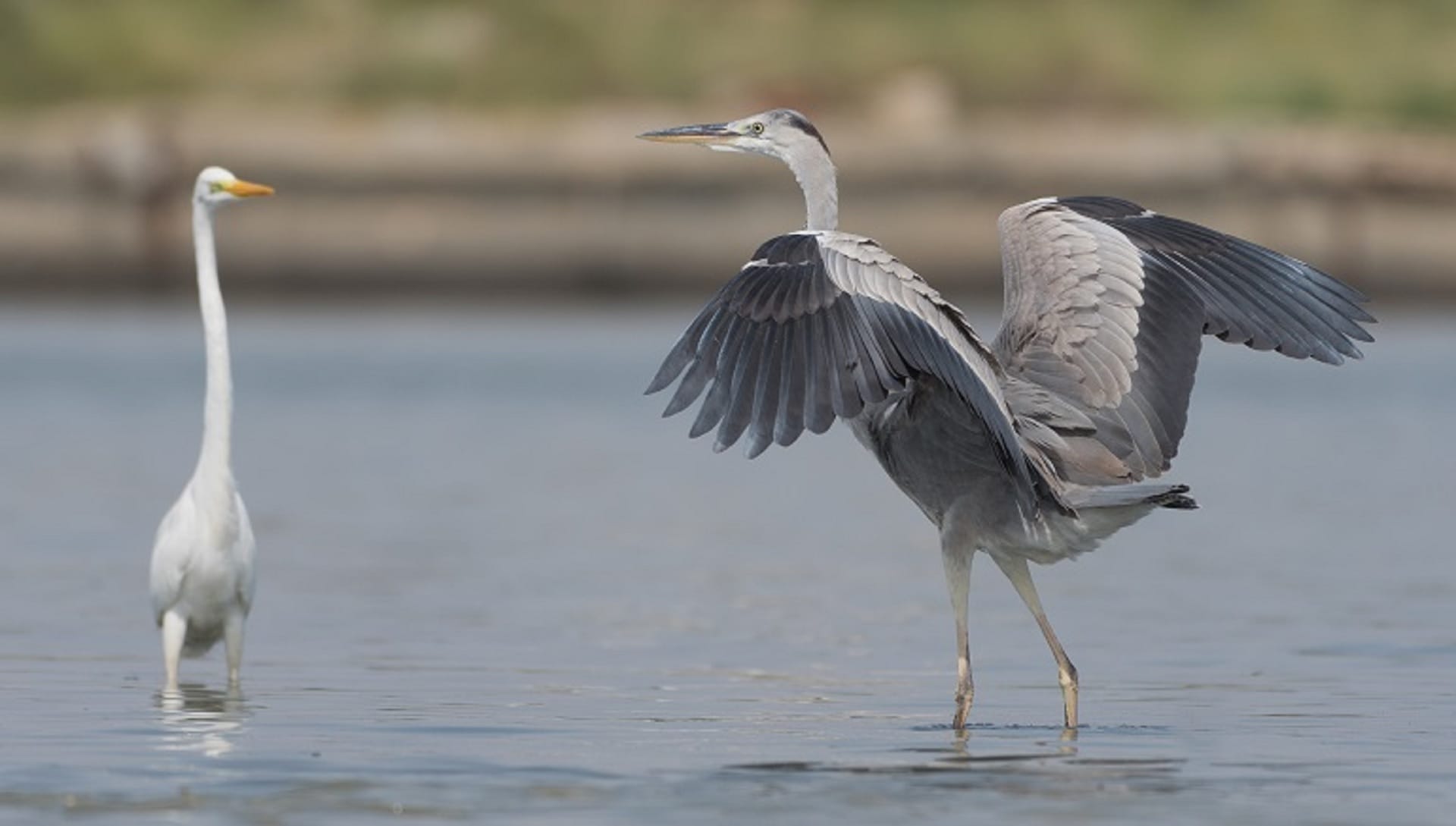 Saras Bird Crane