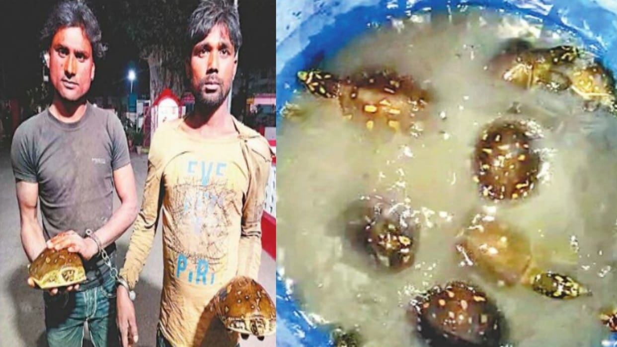 Smuggling of rare species of turtles busted, two arrested
