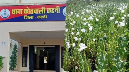 Katni News: पोस्ता दाना की आड़ में हो रही थी अफीम की खेती, पुलिस ने जब्त की 87 किलो अफीम की फसल... जानें मामला कटनी पुलिस