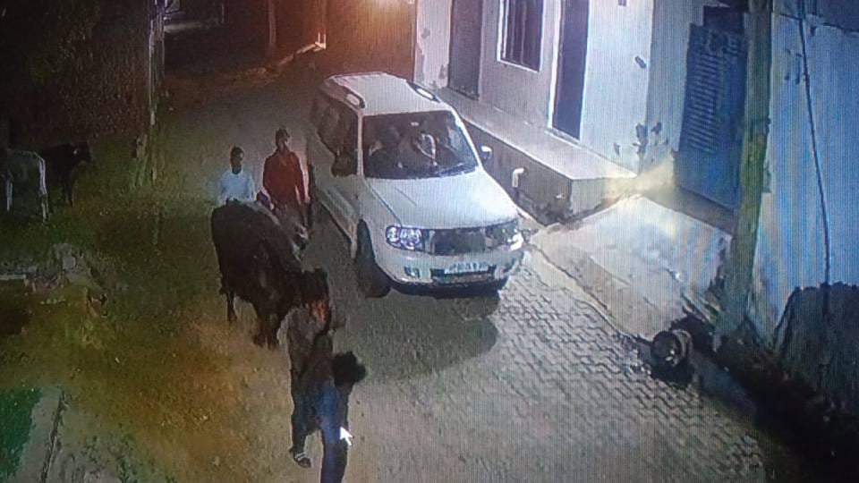 Thieves who came from Scorpio and Safari by installing hooter in Agra stolen buffalo and ran away