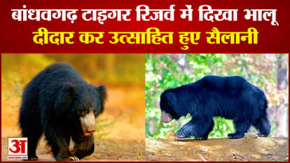 Bear shown to the tourists who went on safari in Bandhavgarh Tiger Reserve