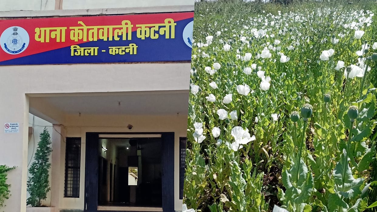 Opium cultivation was being done under the guise of poppy seeds in Katni police seized 87 kg of opium crop