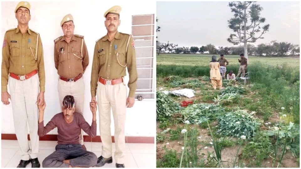 One accused arrested for illegally cultivating opium in Nagaur opium plants and 45 kg ganja recovered