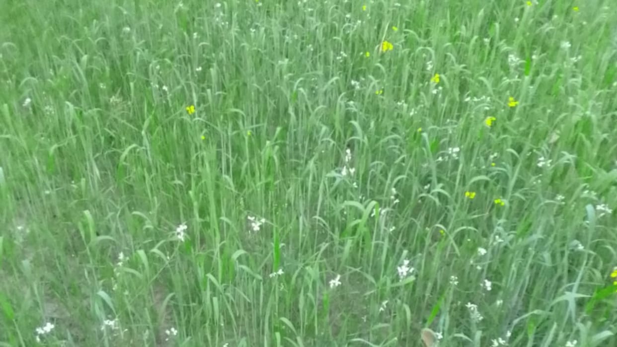 Fear of drought on cherry crop in Himachal, crisis on wheat crop in Sirmaur