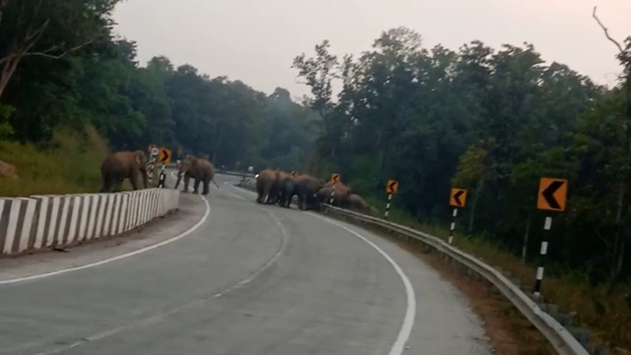 wildlife in chhattisgarh; elephants reached national highway in korba