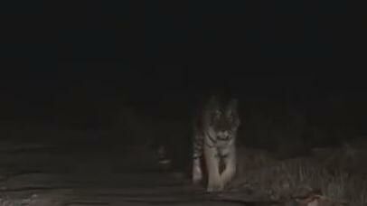 यूपी-छत्तीसगढ़ बॉर्डर पर बाघ की चहलकदमी जारी