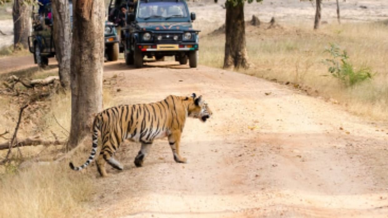 Tigress Dottie's female cub started making territory in Bandhavgarh, was seen spray marking on trees