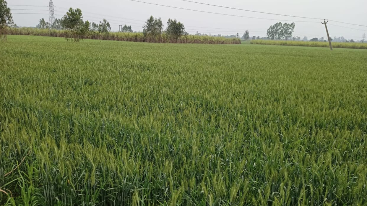 Rising temperature can harm wheat