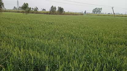 Crisis: Weather hit the farmers, cloudy weather in winter, wheat crop scorching due to rising temperature