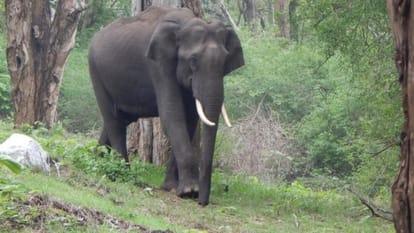 हाथी