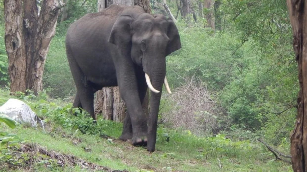 Elephant destroyed four houses in Ambikapur killed old man