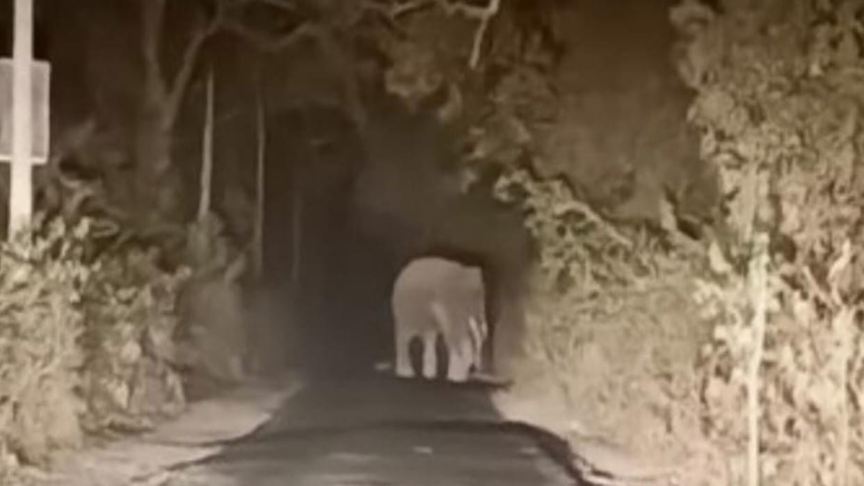 Group of elephants on the roads in katarniaghat in Bahraich.