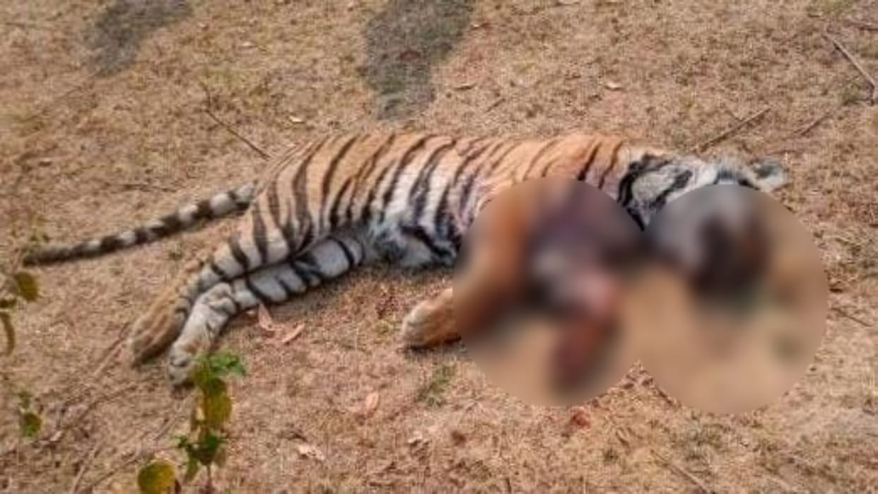 MP News Dead body of 18-month-old tigress cub found under suspicious circumstances in Bandhavgarh Tiger Reserv
