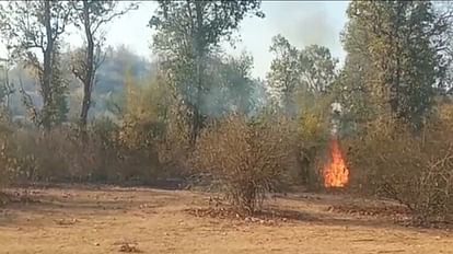 Umaria News: बांधवगढ़ टाइगर रिजर्व क्षेत्र के ताला बीट में लगी भीषण आग, धू-धू कर जल उठा जंगल आग की लपटों में जंगल