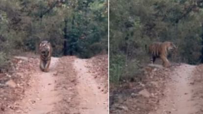 Bandhavgarh Tiger Reserve: पर्यटकों के सामने आया बजरंग, टाइगर को देख टूरिस्ट लेने लगे सेल्फी बांधवगढ़ में बजरंग टाइगर नजर आया।