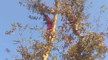 'हां मैंने पति को मारा, अब खुद भी दे दूंगी जान': पति की हत्या के बाद 50 फीट ऊंचे पेड़ पर चढ़ी महिला और फिर.. पति की हत्या के बाद 50 फीट ऊंचे पेड़ पर चढ़ी महिला