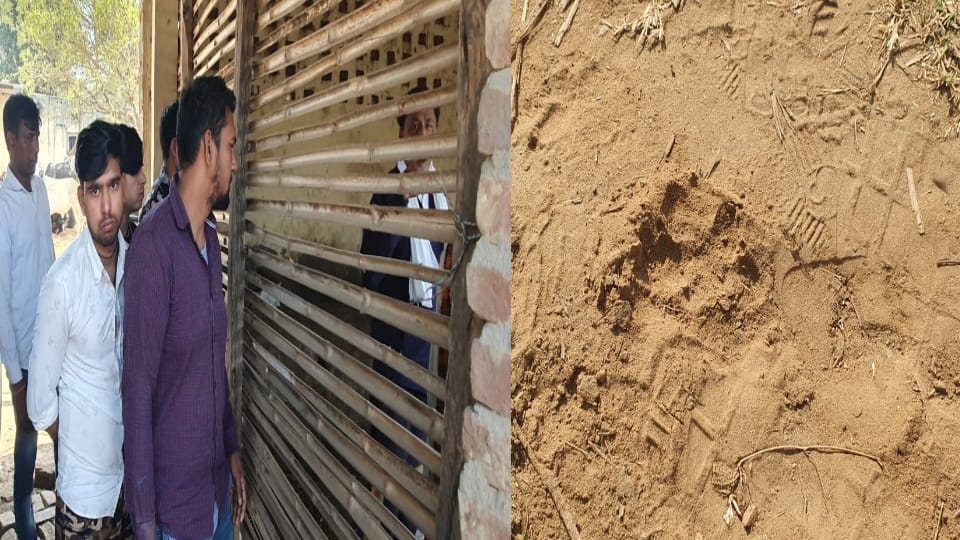 Amroha leopard enter in cattle house 4 goat killed one injured
