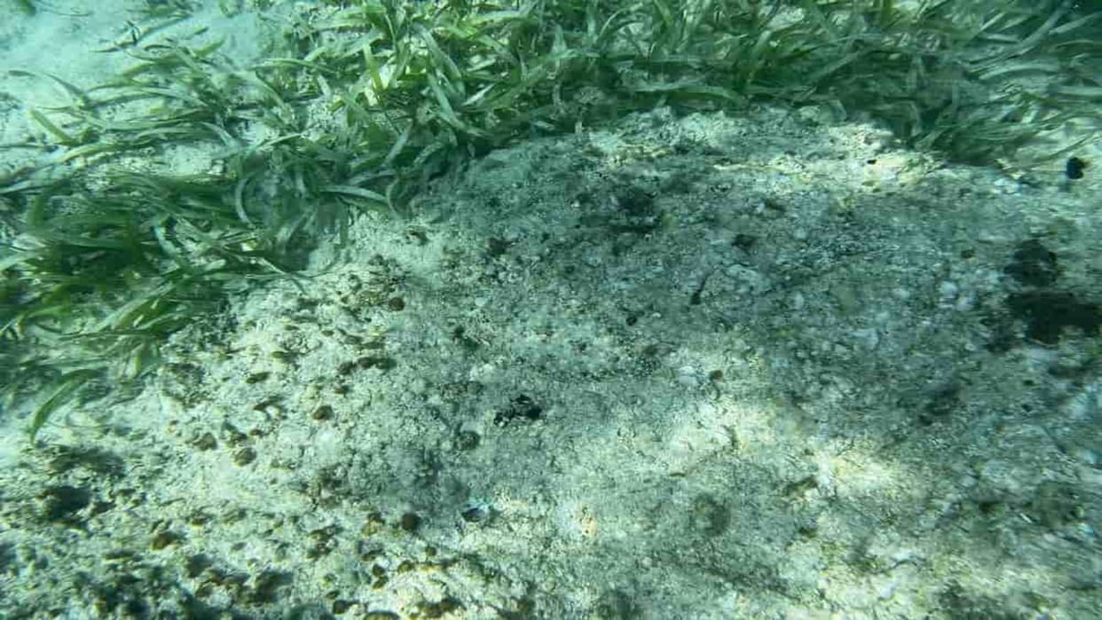 Optical Illusion: Can you spot a hidden fish in the sea in 9 seconds? Check Your Brain Iq