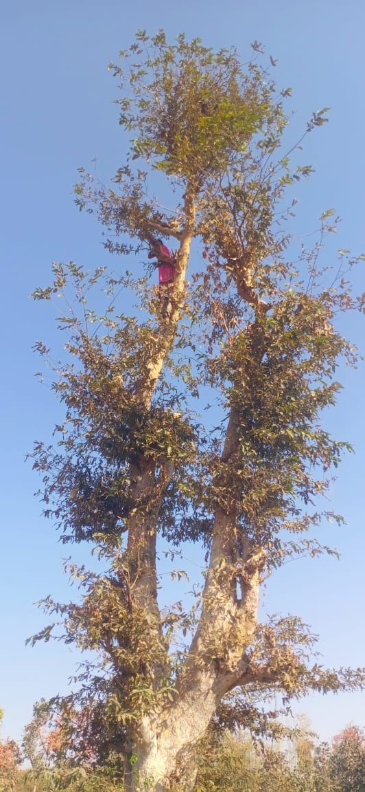 After killing her husband, a woman climbed a 50 feet tall tree in sonebhadra