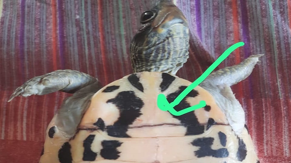 Tortoise shell broken Dr Viram saved life by surgery with steel wires
