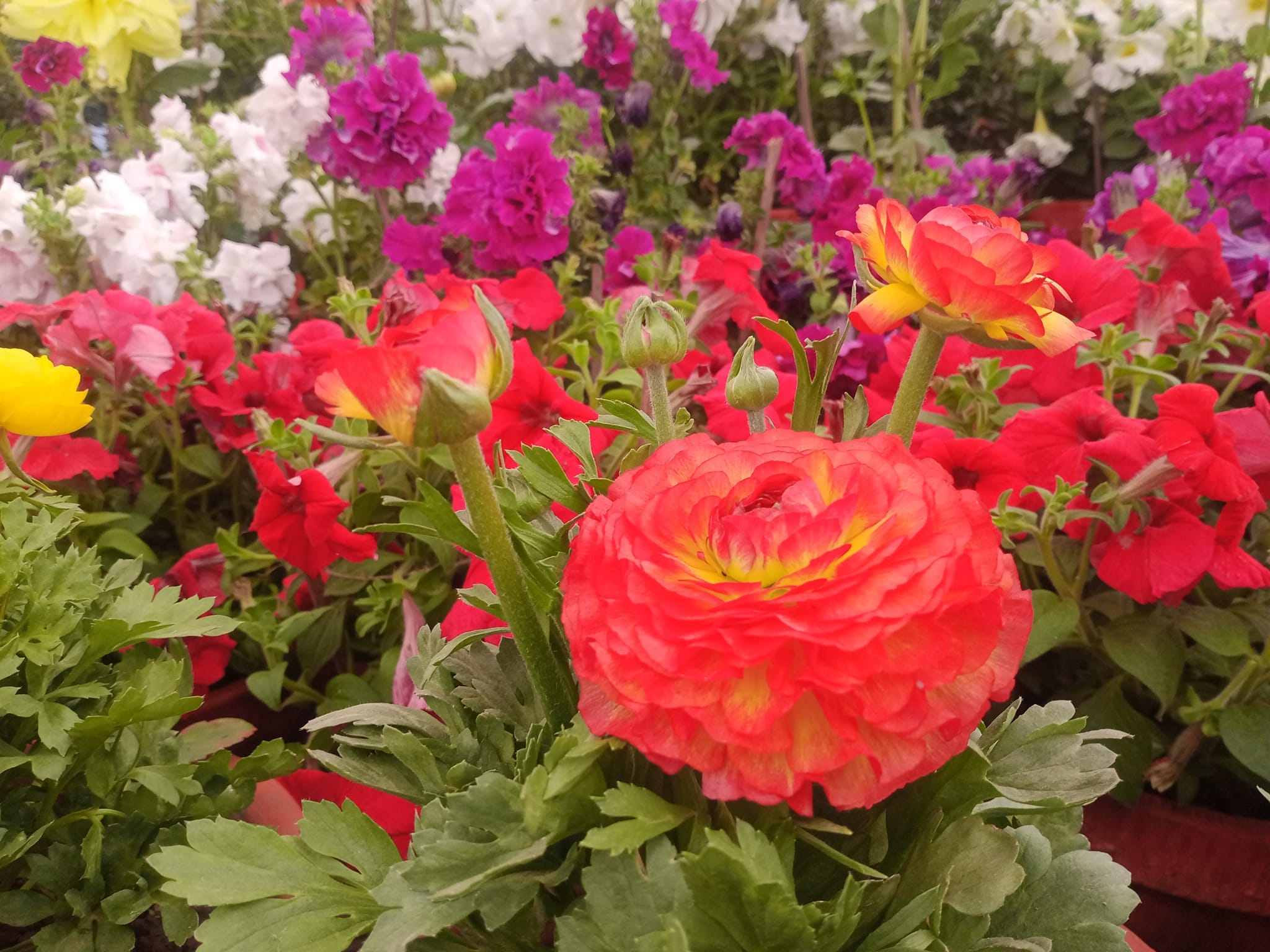 Vasantotsav 2023 in Uttarakhand Raj Bhavan Flower Exhibition Amazing Photos