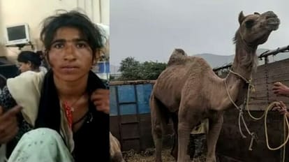 ऊंट के काटने से महिला हुई घायल
