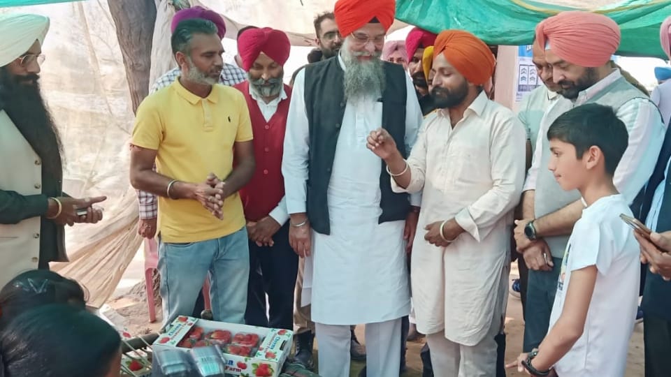 Farmer of Moga cultivating strawberry on land for last 4-5 years