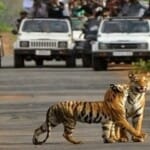 राजाजी टाइगर रिर्जव